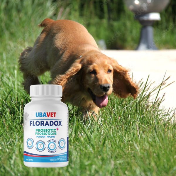 Floradox probiotic powder